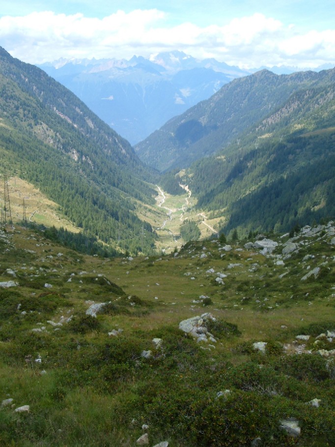 Ortotteri delle Orobie valtellinesi (Sondrio)